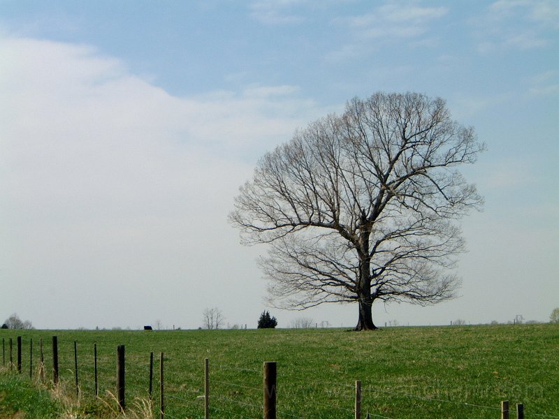 weekof062810_the tree.JPG